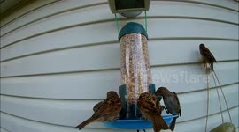 Sparrows break bird feeder