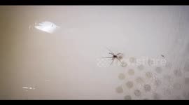 UK Giant House Spider Too Big To Wash Away