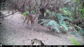 Fallow deer youngster