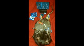 Rat playing some games on his PlayStation 4