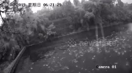 Dozens of fish leap out of pond moments before earthquake hits southern China