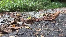 Incredible moment venomous copperheads caught mating on busy trail in Pennsylvania