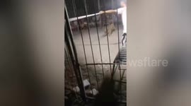 Shocking moment circus tiger escapes cage during performance in China's Yuanyang