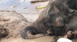 Exhausted elephant saved from mud pit in gruelling eight hour rescue