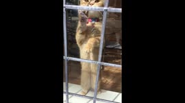 Rare ginger cat with red eyes scratching at the window