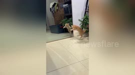 Kitten startled by own reflection in China's Nanjing