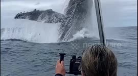 Incredible moment huge humpback whale breaches in front of tourists off Tonga