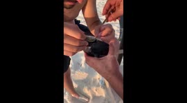 rescue a little turtle