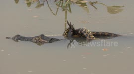 Incredible footage shows epic battle between caiman and 29ft-long anaconda in Brazil