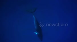 Insane Under Water Whale Encounter
