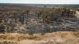 Forest fires in Bolivia. Protected area Ñembi Guasu escondite Grande (great hiding place)