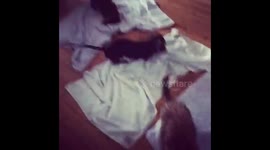 Dachshund after bath dance