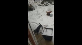 Sausage dog plays in snow