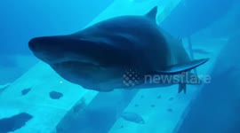 Sharks and turtle - Plymouth aquarium
