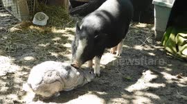 Pig and bunny make for strange best friends on Maine farm