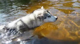 Snow dog Alaskan Malamute Sojou loves to Swim