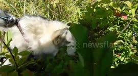 Alaskan Malamute Sojou can PYO her own wild blueberries