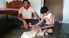 Mother cat adopts dog puppy & feeds him in Central India.