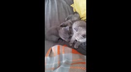 Boxing kittens