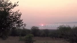 Sunrise and bird song in the Kruger National Park, South Africa