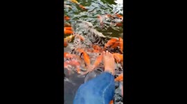 Visitors were massage legs by the carp when they come to visit the park in Vietnam