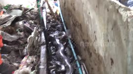 Massive python caught in filthy hiding spot after eating neighbourhood cat in Thailand