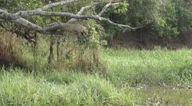 Jaguar in Brazil launches incredible attack on caiman swimming in river