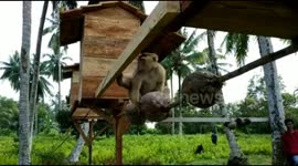 At this 'university' in Indonesia, monkeys are trained to pick coconuts