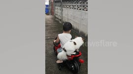Toddler Rides Toy Motorbike With Dogs On The Back