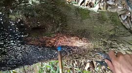 Cambodian gardener uses blowtorch to remove fungus from tree