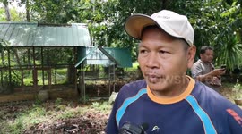 Python Caught After Eating Three Chickens