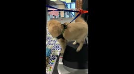 Lazy Dog Cheats On Treadmill