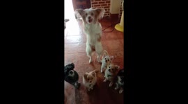 Dog Without Front Paws Begs For Snacks