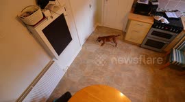 Amusing footage of a Boxer dog pup chasing laser around the kitchen