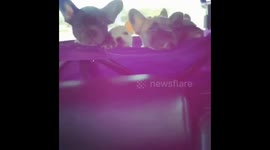 French Bulldog happy puppies