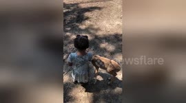 Newsflare Edit - 2 year old and deers