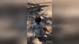 Newsflare Edit - 2 year old and deers