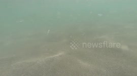 STINGRAYS at La Gomera Beachshore -STEP ON-01