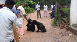 Sleuth of friendly bears become regular visitors at temple in central India