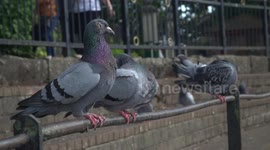 Scarface pigeon bullies his competition off railing