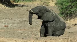 Big elephant bull sits down to enjoy a well-deserved butt scratch
