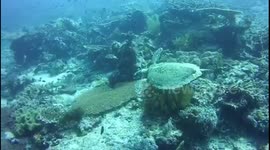 UK tourist films tiny fish headbutting turtle in Indonesia