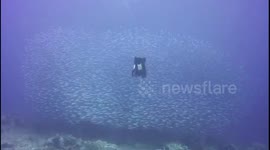 Parting of the sea: Diver practices 'supernatural powers' on school of fish!