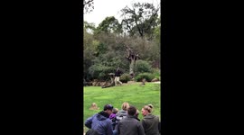 Millie Barking Owl swooping brave camera man at Healesville Sanctuary Victoria Australia