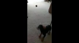 Training small Dachshund puppy to fetch ball
