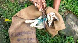 Little kitten trapped in fishing net gets rescued in east India
