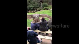 'It hit me!' Aussie man films as owl flies directly into his head