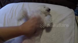 Fluffy pup loves getting belly rubs and complains when owner stops