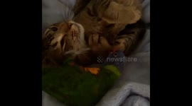 Cat and bird playing together