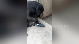 Labrador has adorable relationship with magpies in China